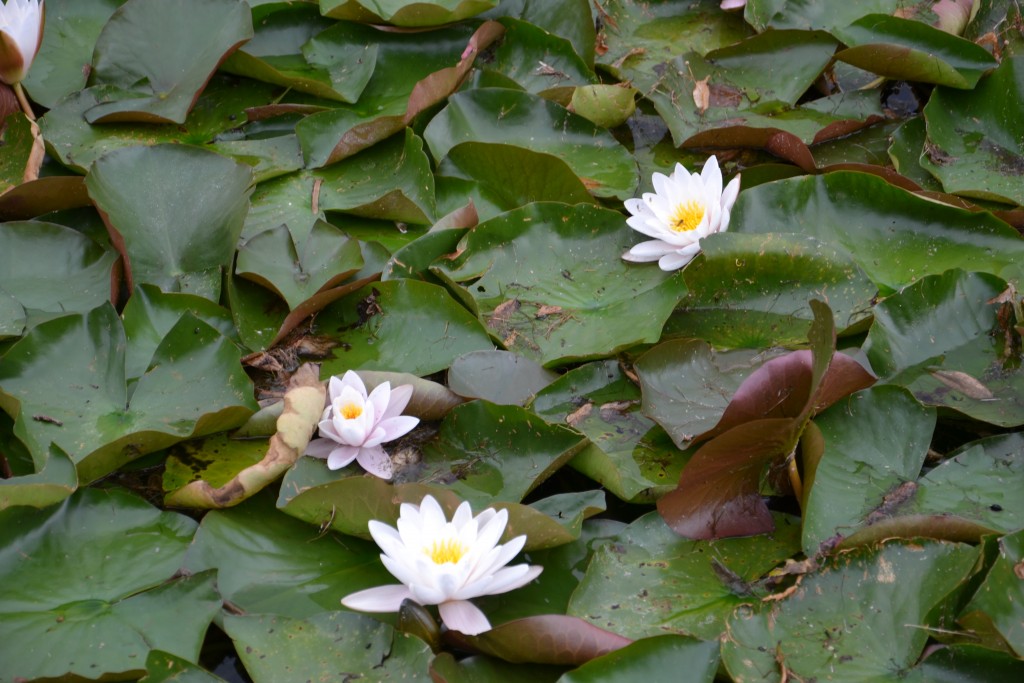 Foto: Parc Château de Fontainebleau - Fontainbleu (Île-de-France), Francia