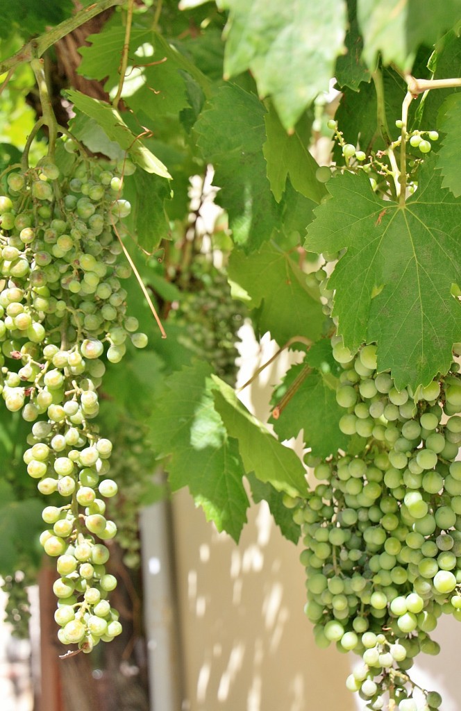 Foto: Uvas - Sopeira (Huesca), España