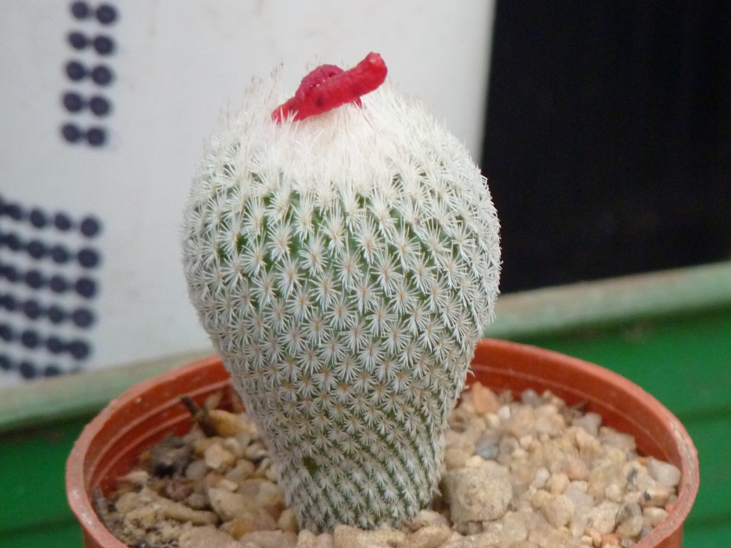 Foto: Vivero de cactus - Mar del Plata (Buenos Aires), Argentina