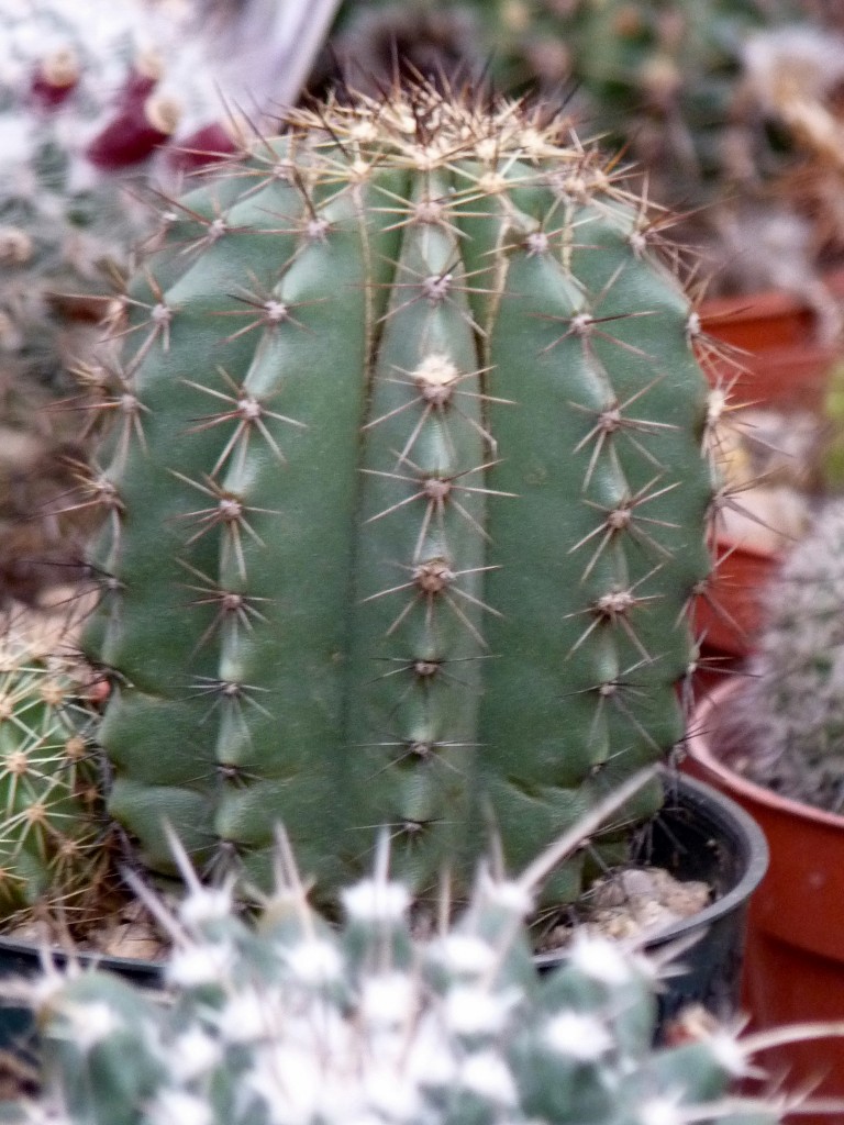 Foto: Vivero de cactus - Mar del Plata (Buenos Aires), Argentina