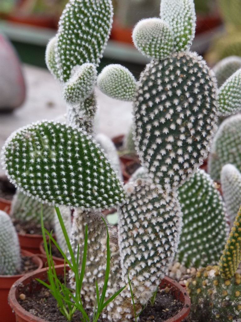 Foto: Vivero de cactus - Mar del Plata (Buenos Aires), Argentina