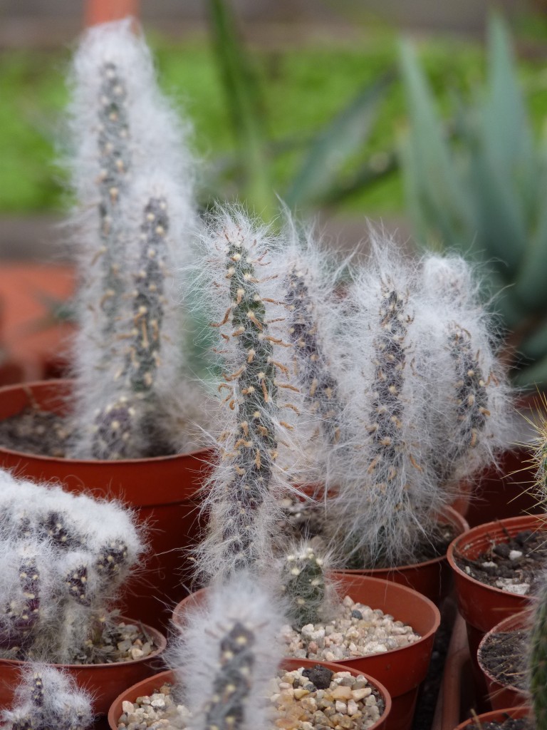 Foto: Vivero de cactus - Mar del Plata (Buenos Aires), Argentina