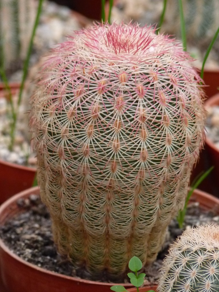 Foto: Vivero de cactus - Mar del Plata (Buenos Aires), Argentina