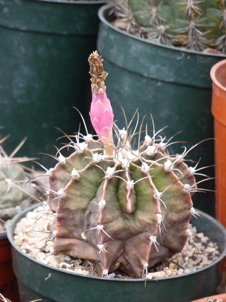 Foto: Vivero de cactus - Mar del Plata (Buenos Aires), Argentina