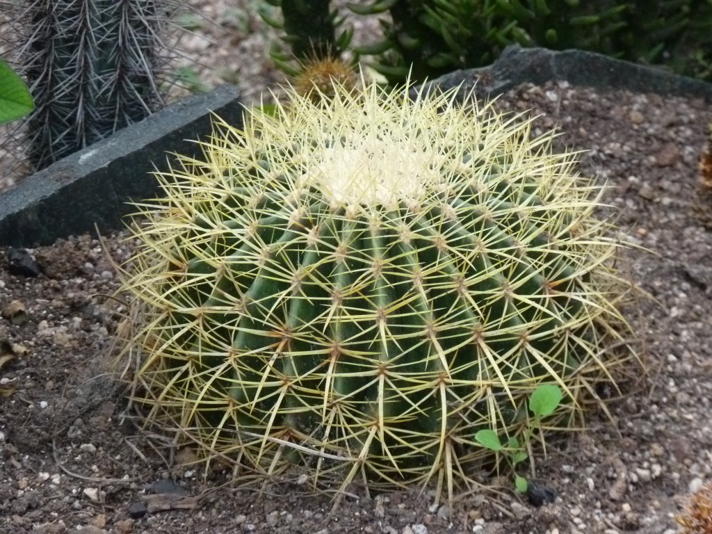 Foto: Vivero de cactus - Mar del Plata (Buenos Aires), Argentina