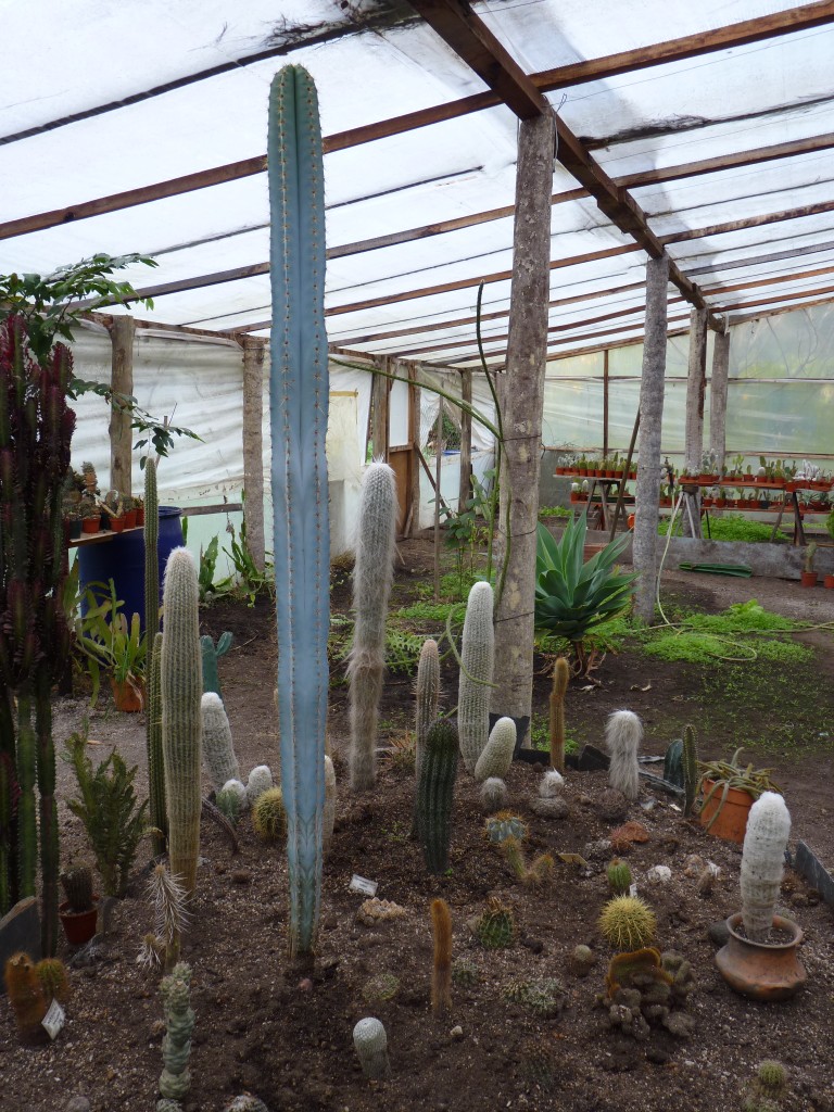 Foto: Vivero de cactus - Mar del Plata (Buenos Aires), Argentina