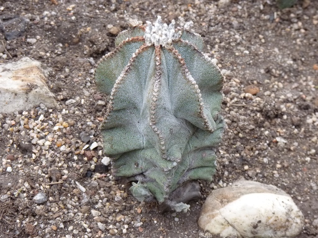 Foto: Vivero de cactus - Mar del Plata (Buenos Aires), Argentina