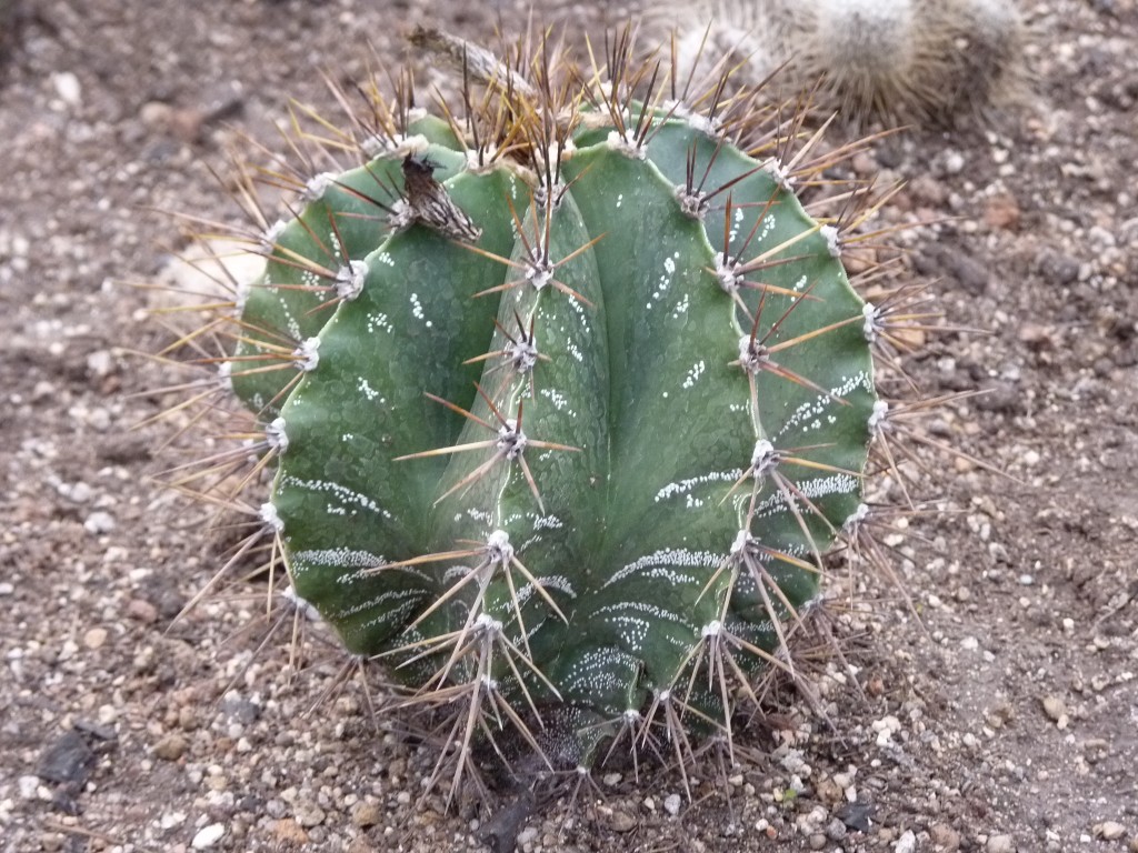 Foto: Vivero de cactus - Mar del Plata (Buenos Aires), Argentina