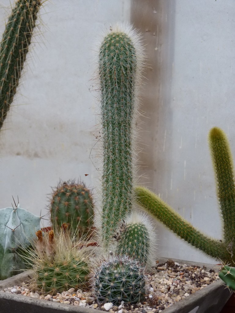 Foto: Vivero de cactus - Mar del Plata (Buenos Aires), Argentina