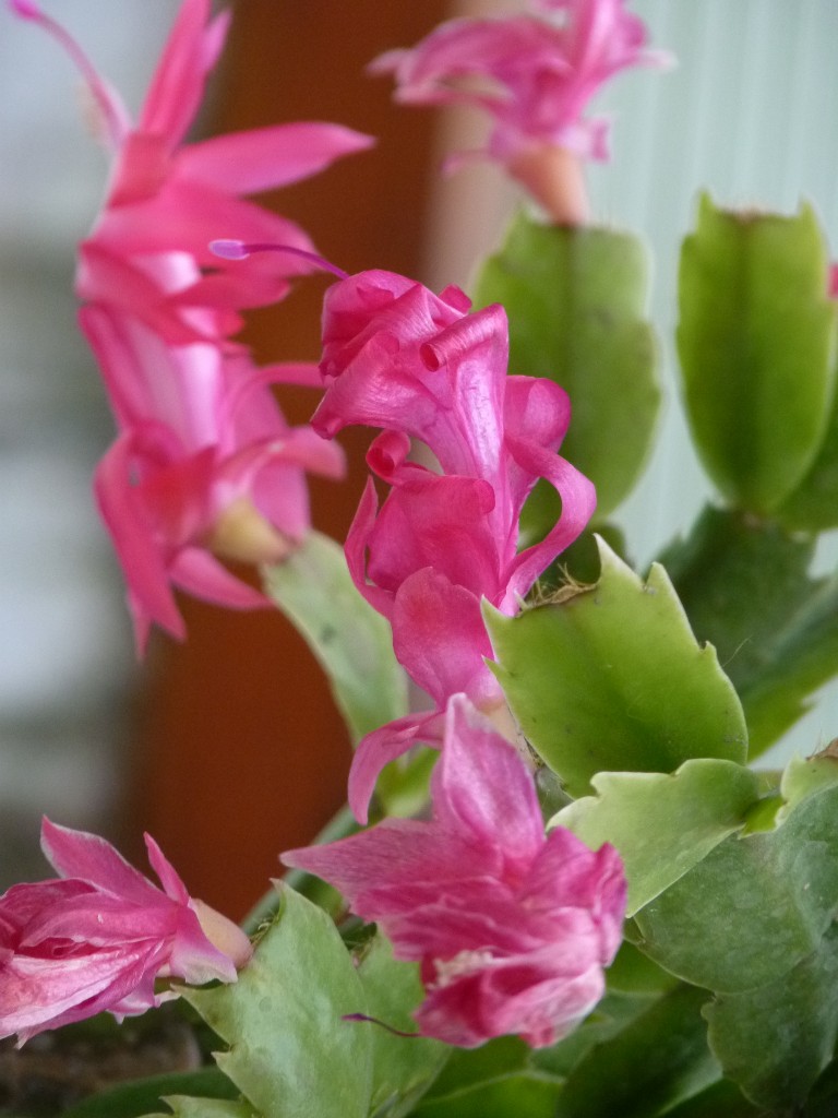 Foto: Vivero de cactus - Mar del Plata (Buenos Aires), Argentina