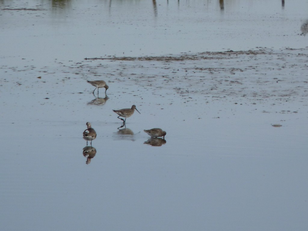 Foto: Flamencos - Mar Chiquita (Buenos Aires), Argentina