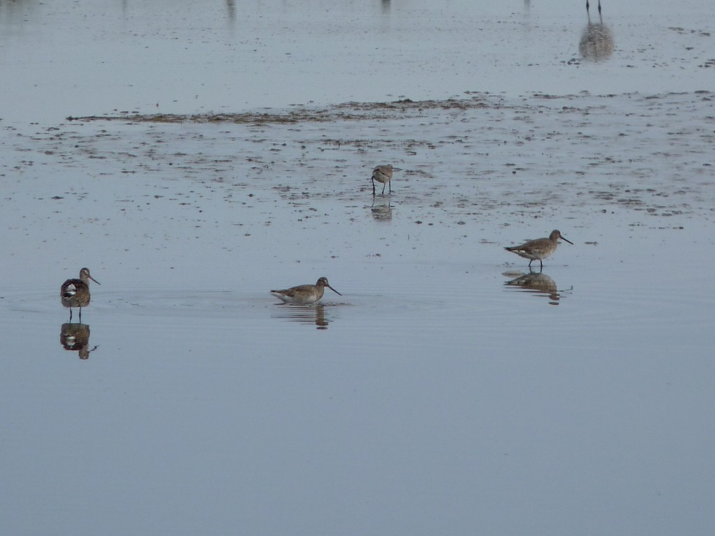 Foto: Flamencos - Mar Chiquita (Buenos Aires), Argentina