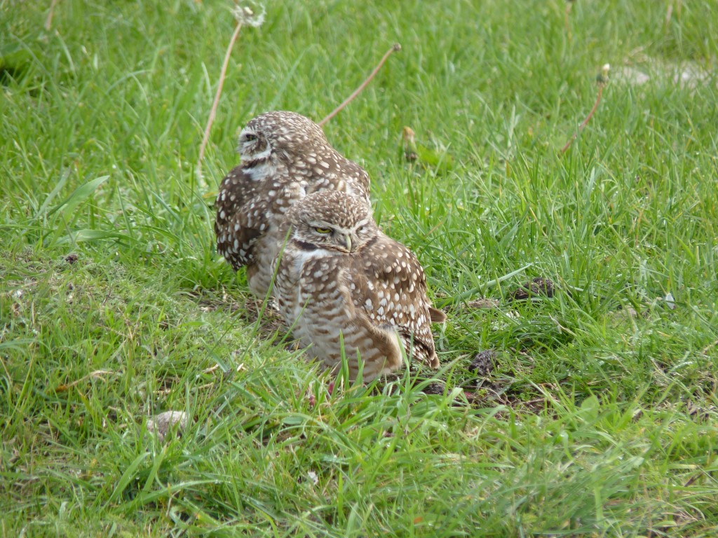 Foto: Lechuza - Mar Chiquita (Buenos Aires), Argentina