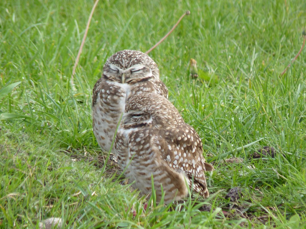 Foto: Lechuza - Mar Chiquita (Buenos Aires), Argentina