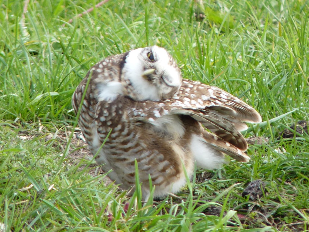 Foto: Lechuza - Mar Chiquita (Buenos Aires), Argentina