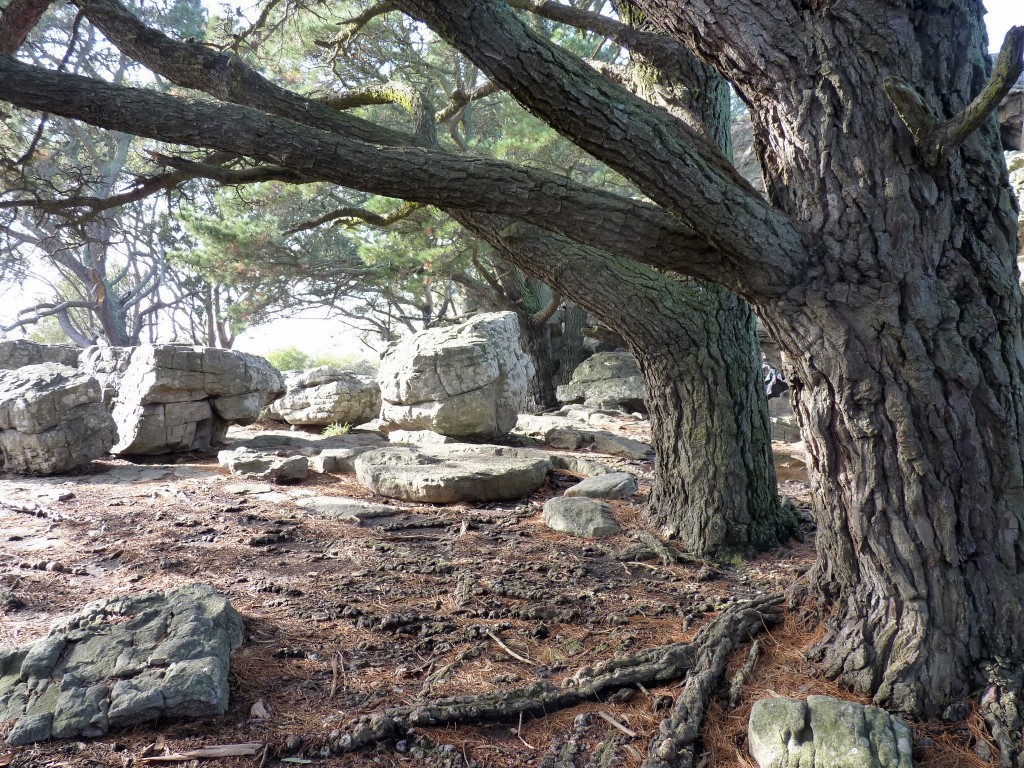 Foto de Sierra de los Padres (Buenos Aires), Argentina