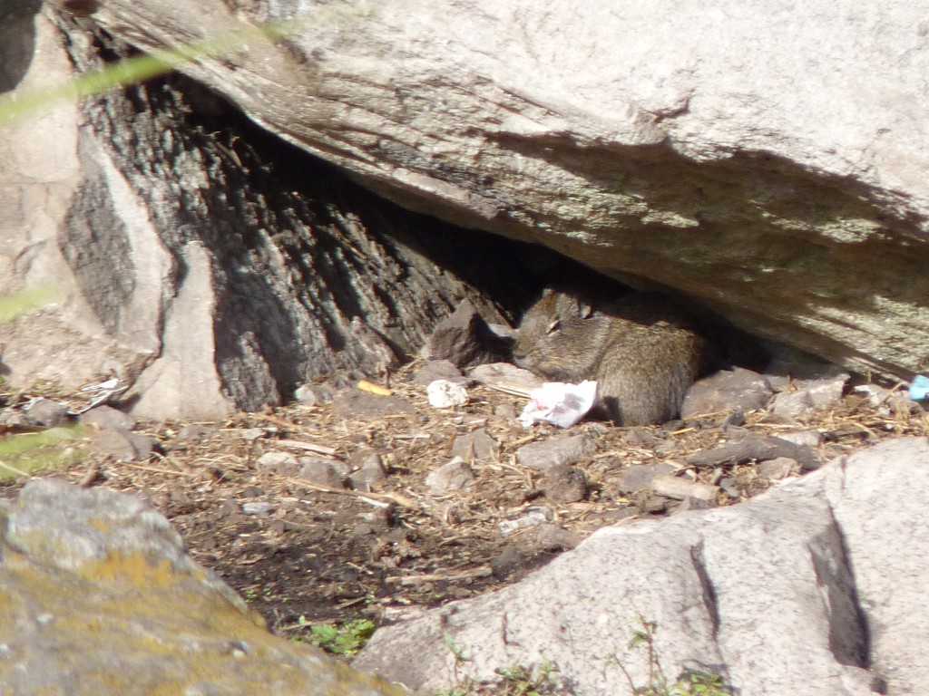 Foto de Sierra de los Padres (Buenos Aires), Argentina
