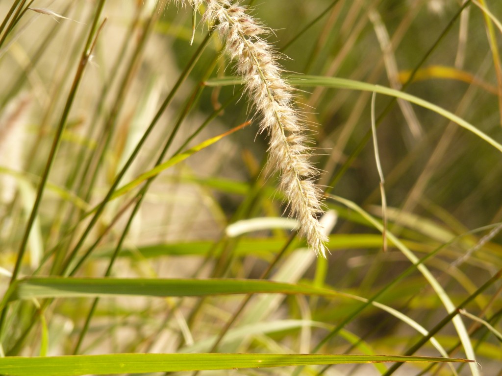 Foto: Centro comercial de la Cumbre - Sierra de los Padres (Buenos Aires), Argentina