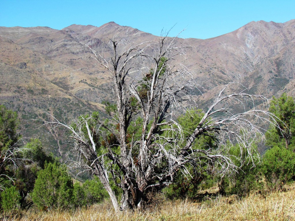 Foto de San Juan de Pirque, Chile