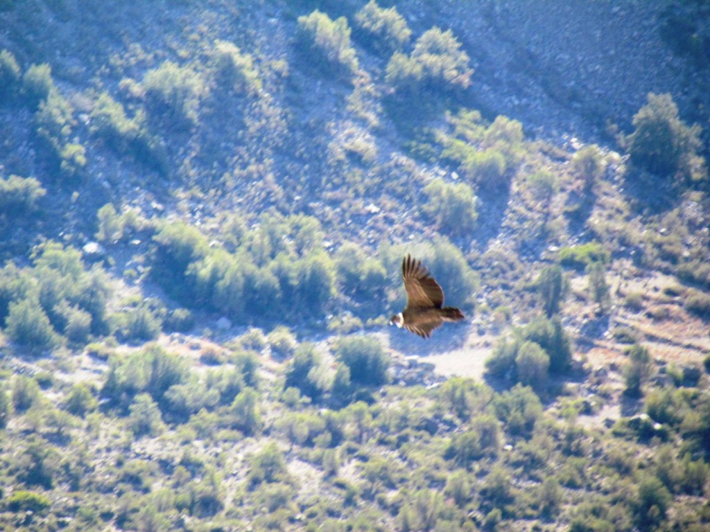 Foto de Las Melosas (Región Metropolitana), Chile