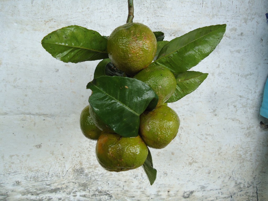 Foto: Limones - Shell (Pastaza), Ecuador
