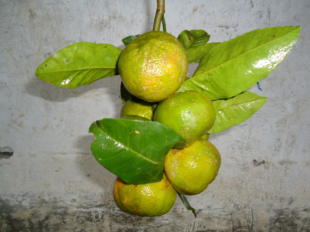 Foto: Limones - Shell (Pastaza), Ecuador