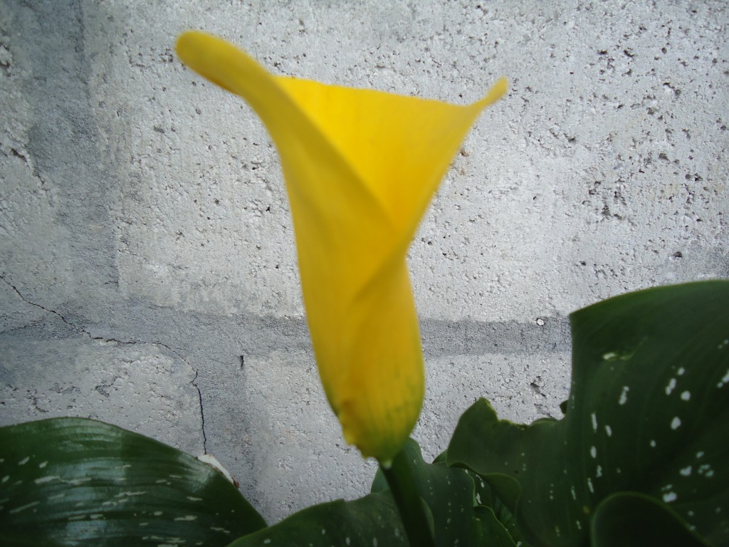 Foto: Cartucho amarillo - Shell (Pastaza), Ecuador