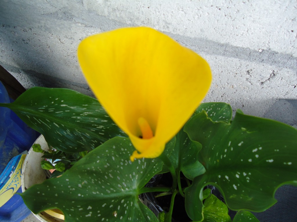 Foto: Cartucho amarillo - Shell (Pastaza), Ecuador