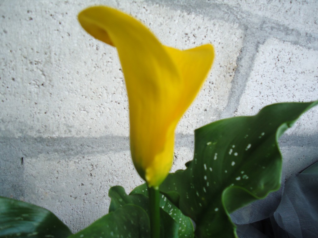 Foto: Cartucho amarillo - Shell (Pastaza), Ecuador