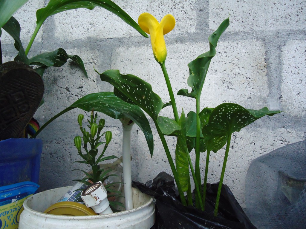 Foto: Cartucho amarillo - Shell (Pastaza), Ecuador