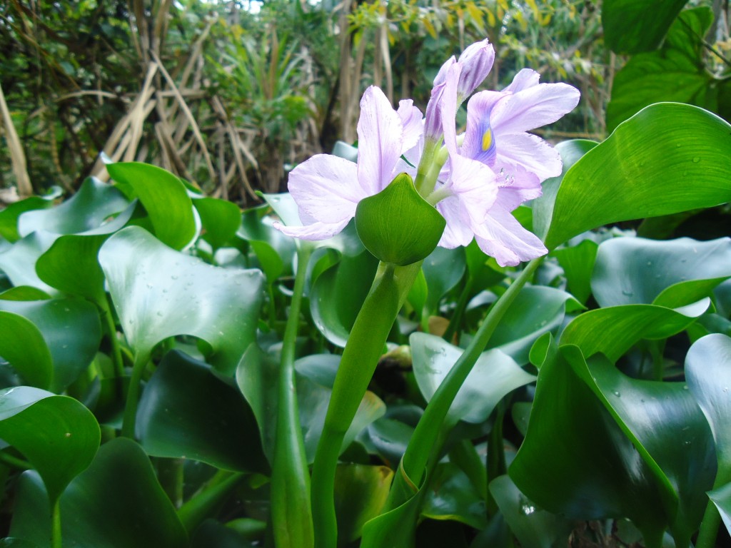 Foto: Flor de Alga - Shell (Pastaza), Ecuador