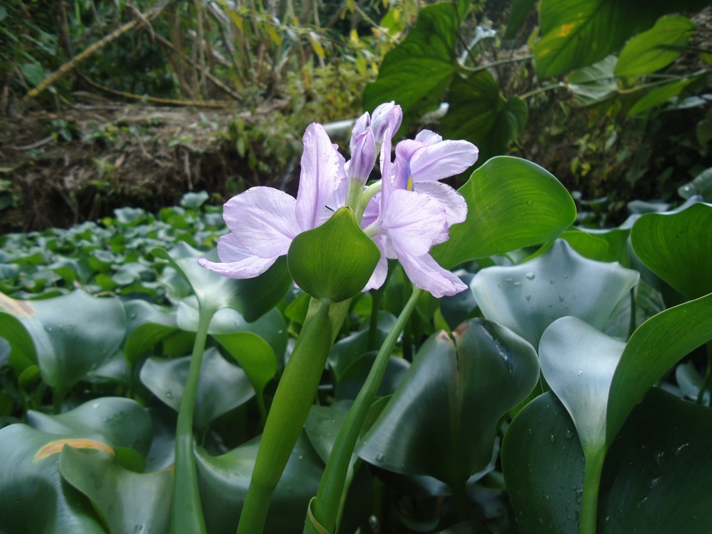 Foto: Flor de Alga - Shell (Pastaza), Ecuador
