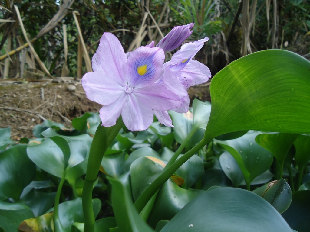 Foto: Flor de Alga - Shell (Pastaza), Ecuador