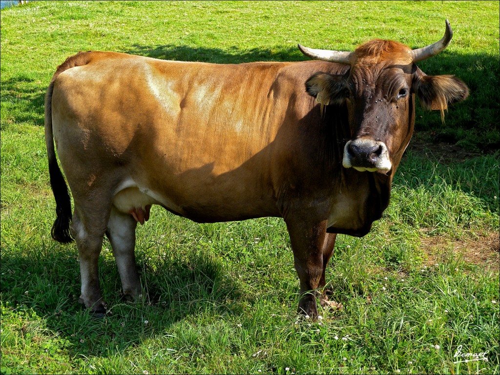 Foto: 110701-054 CESTONA - Cestona (Gipuzkoa), España