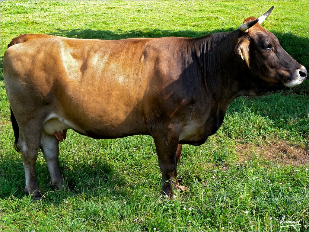 Foto: 110701-053 CESTONA - Cestona (Gipuzkoa), España