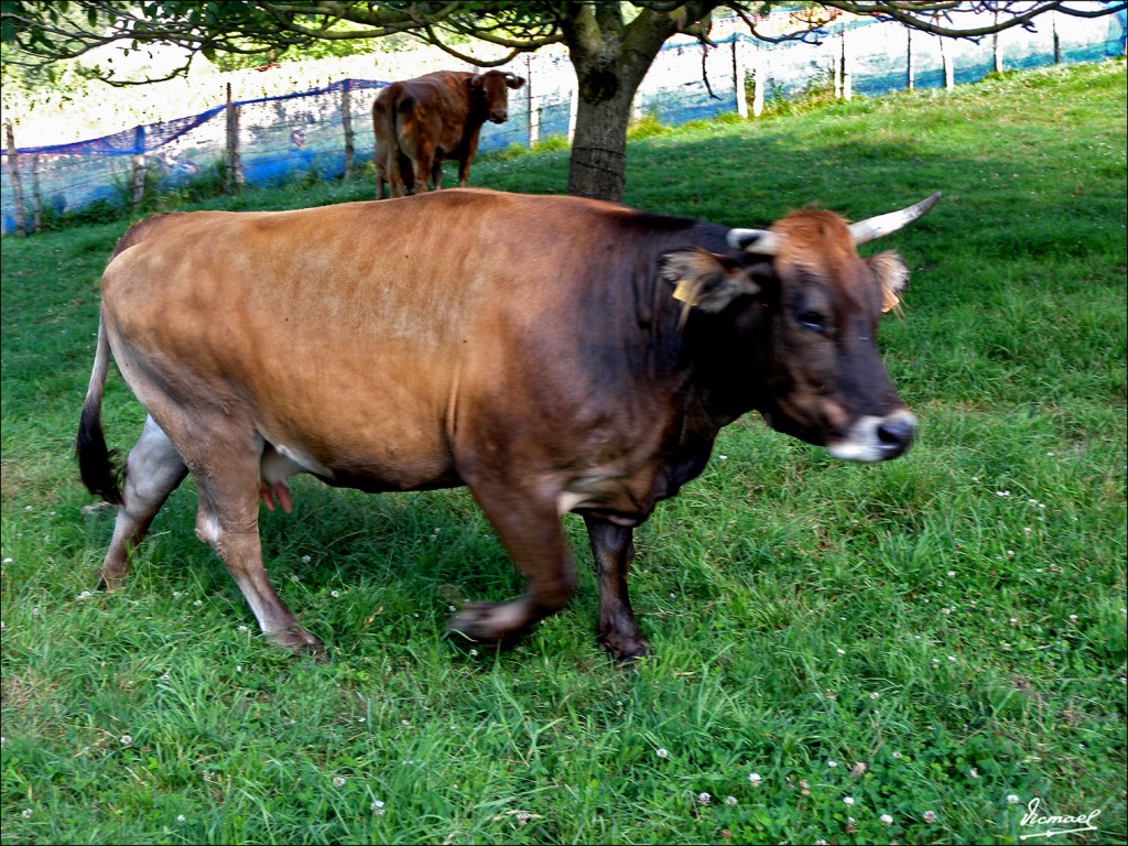 Foto: 110701-052 CESTONA - Cestona (Gipuzkoa), España
