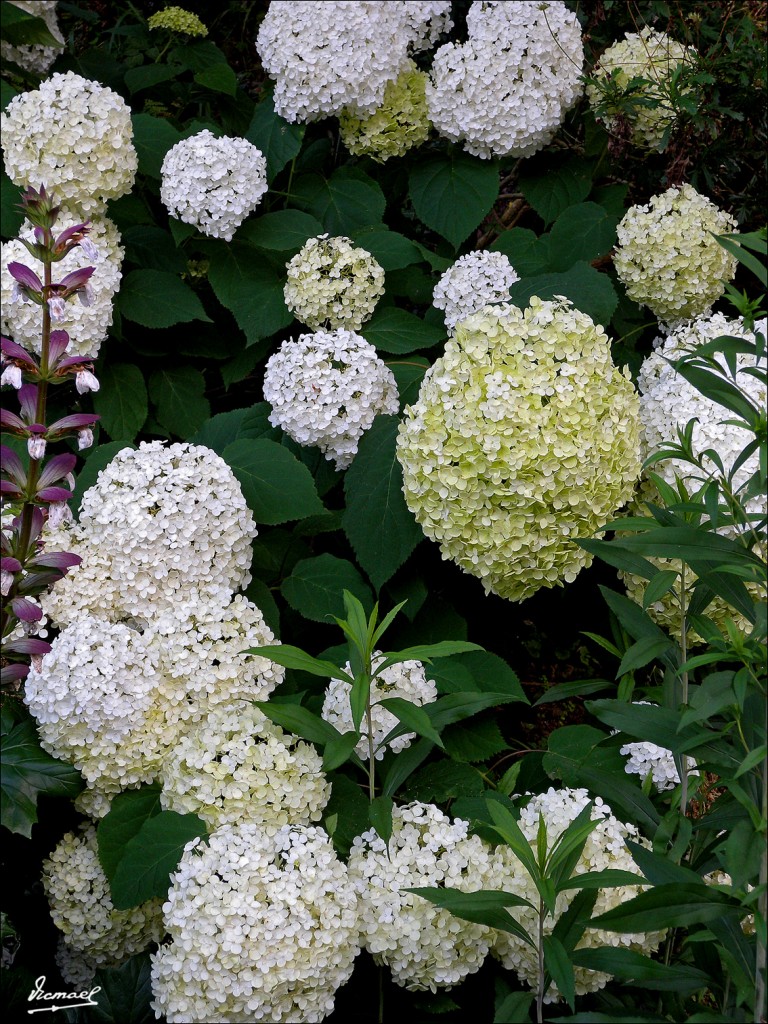 Foto: 110702-053 CESTONA - Cestona (Gipuzkoa), España