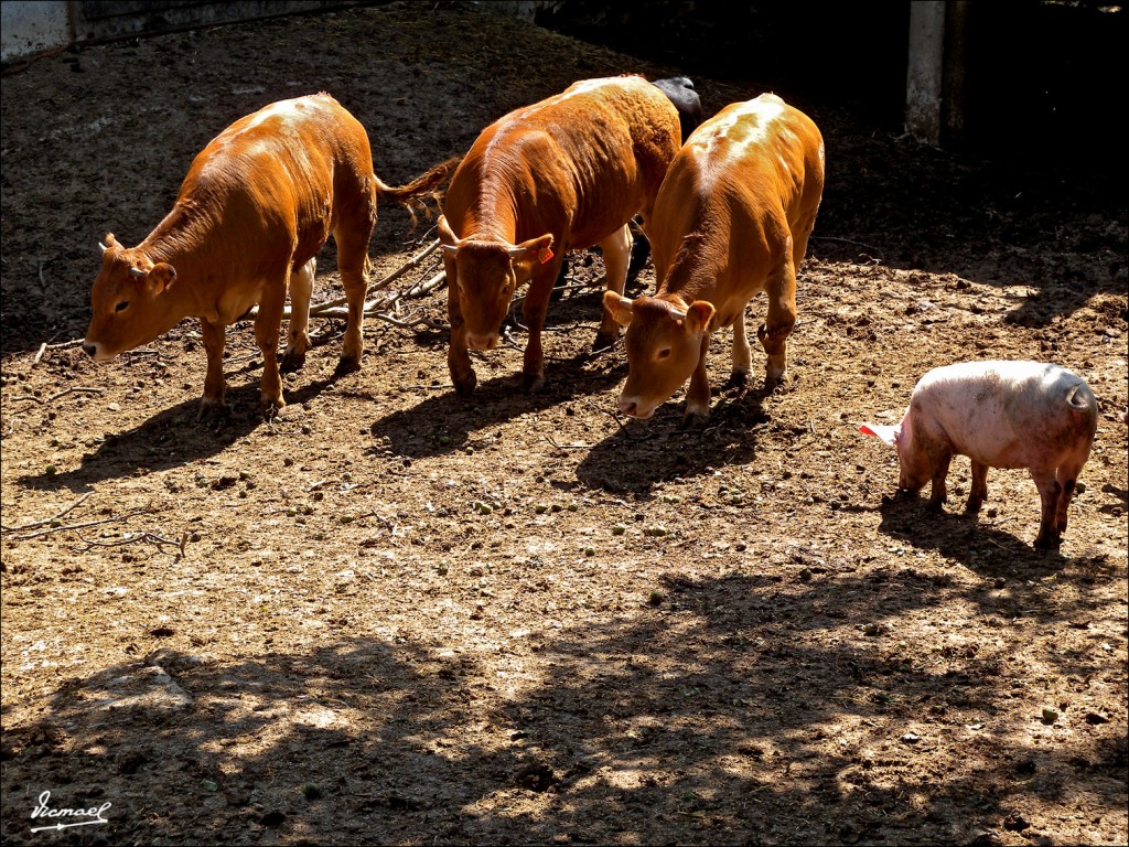 Foto: 110704-20 CESTONA - Cestona (Gipuzkoa), España