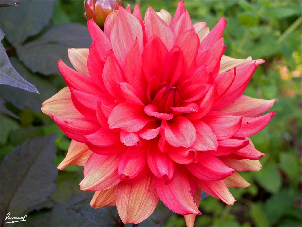 Foto: 110704-62 CESTONA - Cestona (Gipuzkoa), España