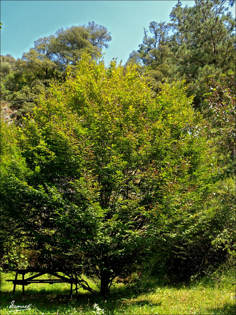 Foto: 110705-071 CESTONA, CARPE - Cestona (Gipuzkoa), España