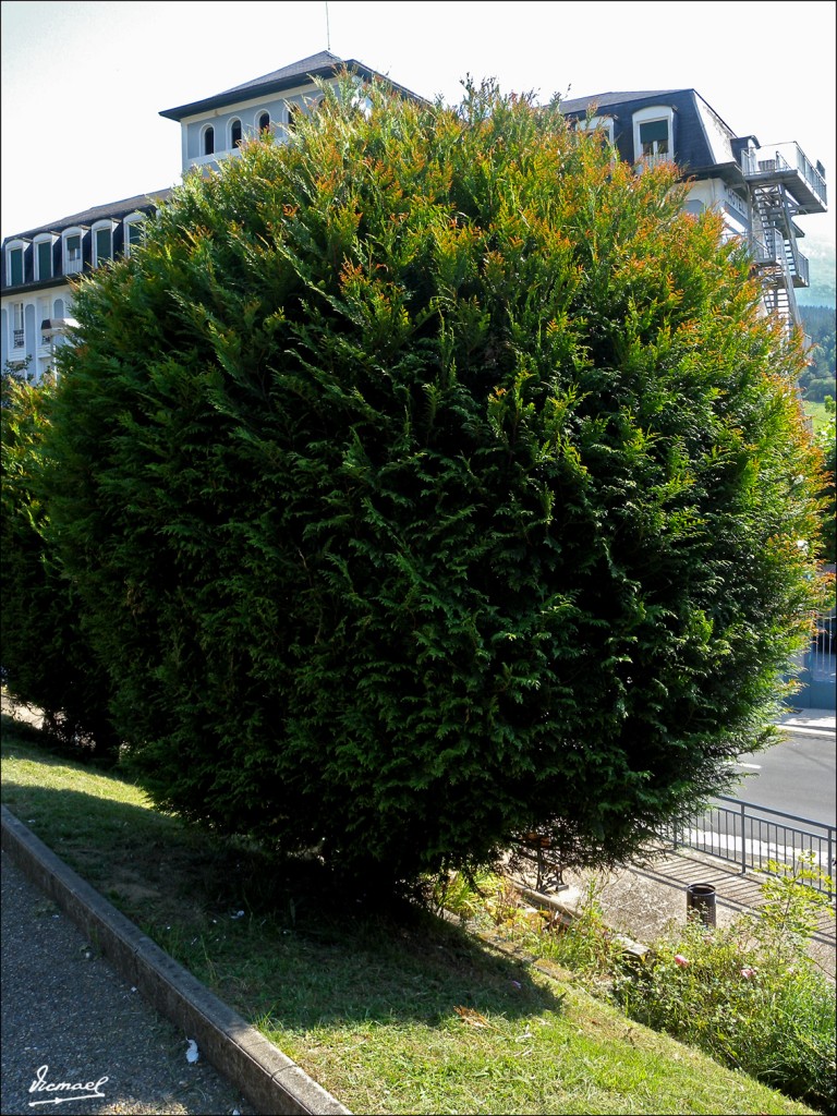 Foto: 110705-076 CESTONA, ABEDUL - Cestona (Gipuzkoa), España