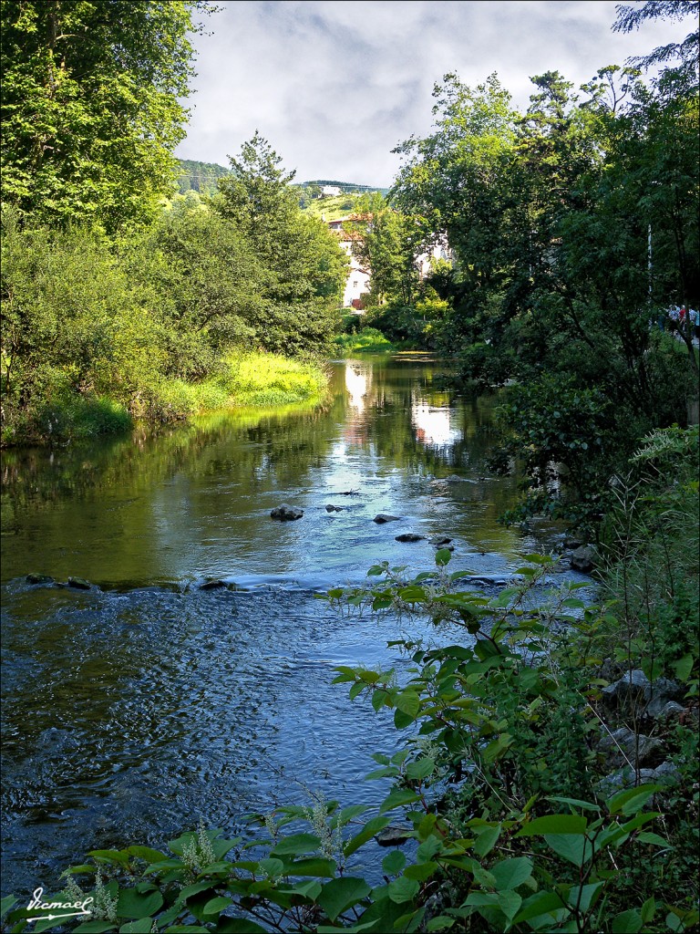 Foto: 110705-089 CESTONA, FLORA - Cestona (Gipuzkoa), España