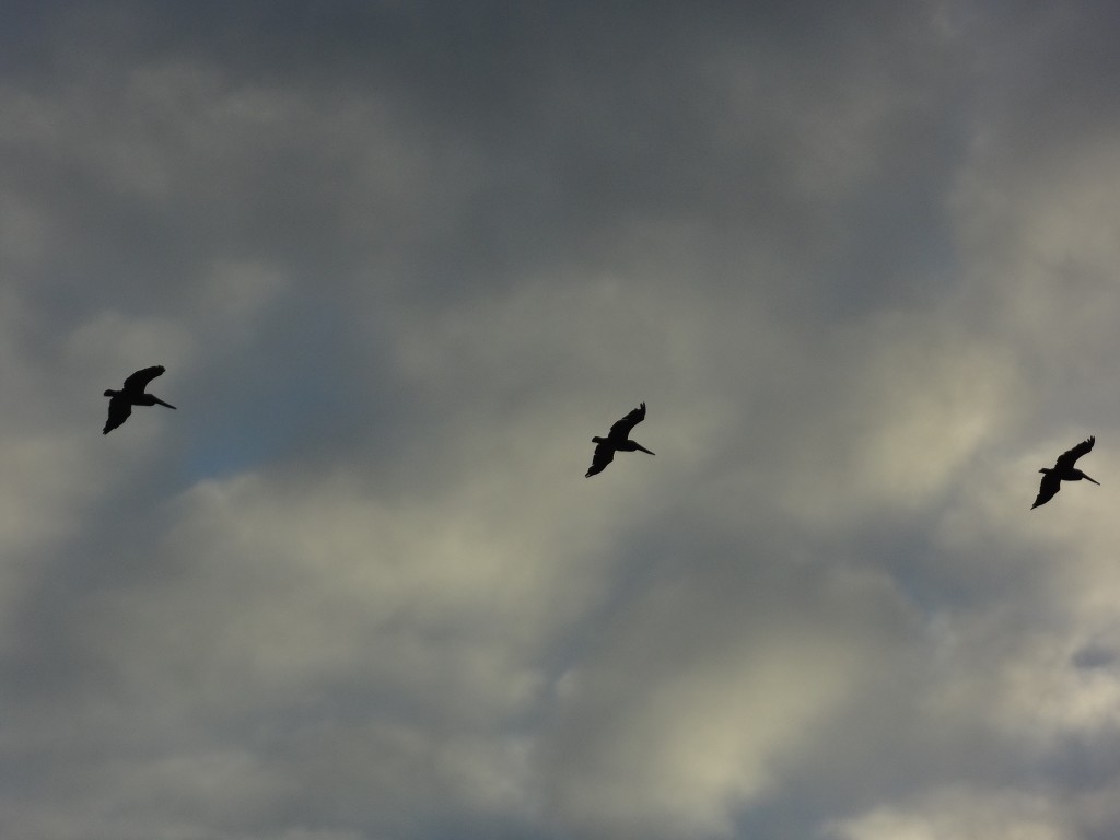 Foto: Aves en el aire - Crucita (Manabí), Ecuador