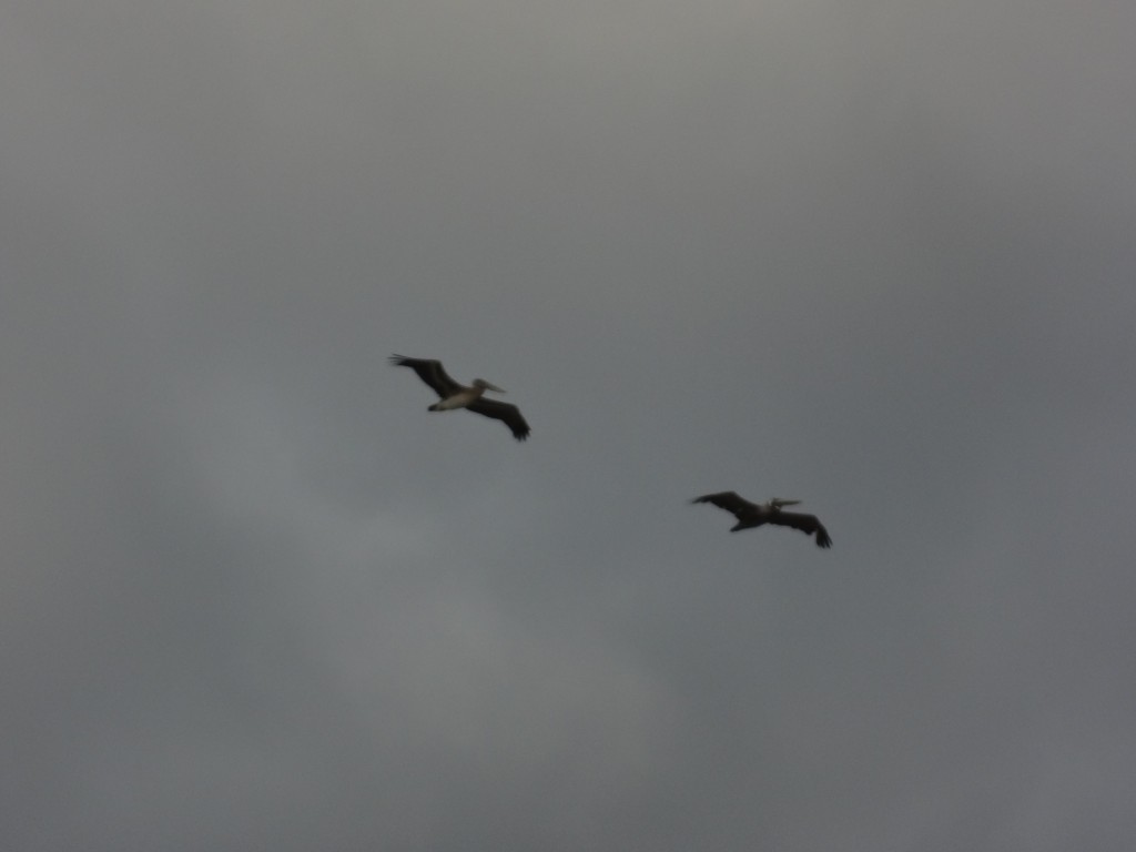 Foto: Pelicanos - Crucita (Manabí), Ecuador