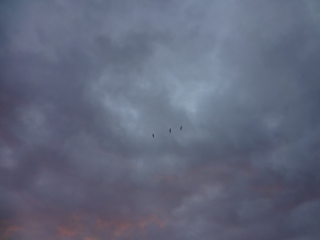 Foto: Pelicanos en el cielo - Crucita (Manabí), Ecuador