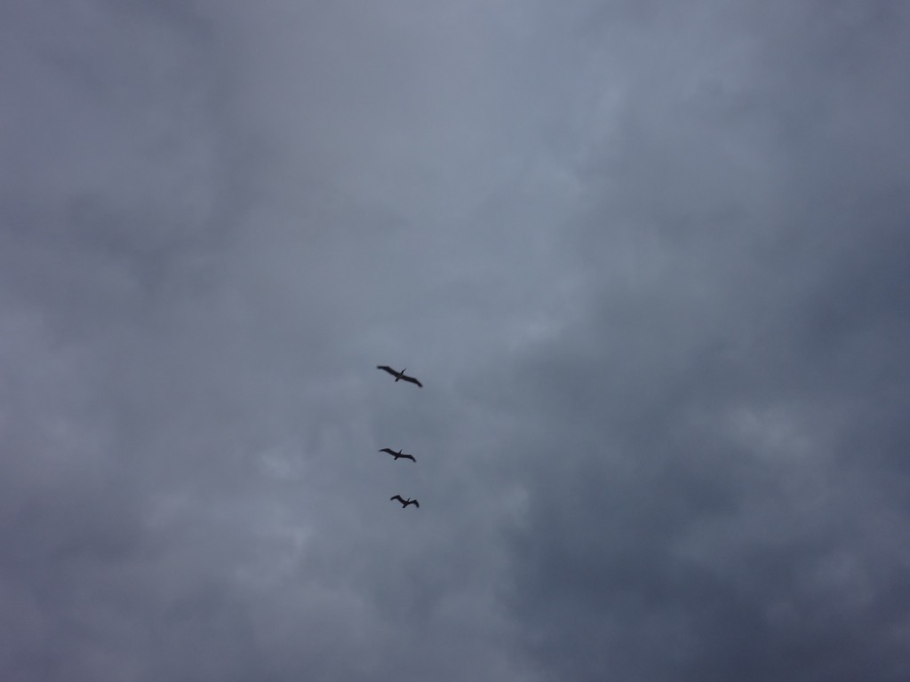 Foto: Formación pelicano - Crucita (Manabí), Ecuador