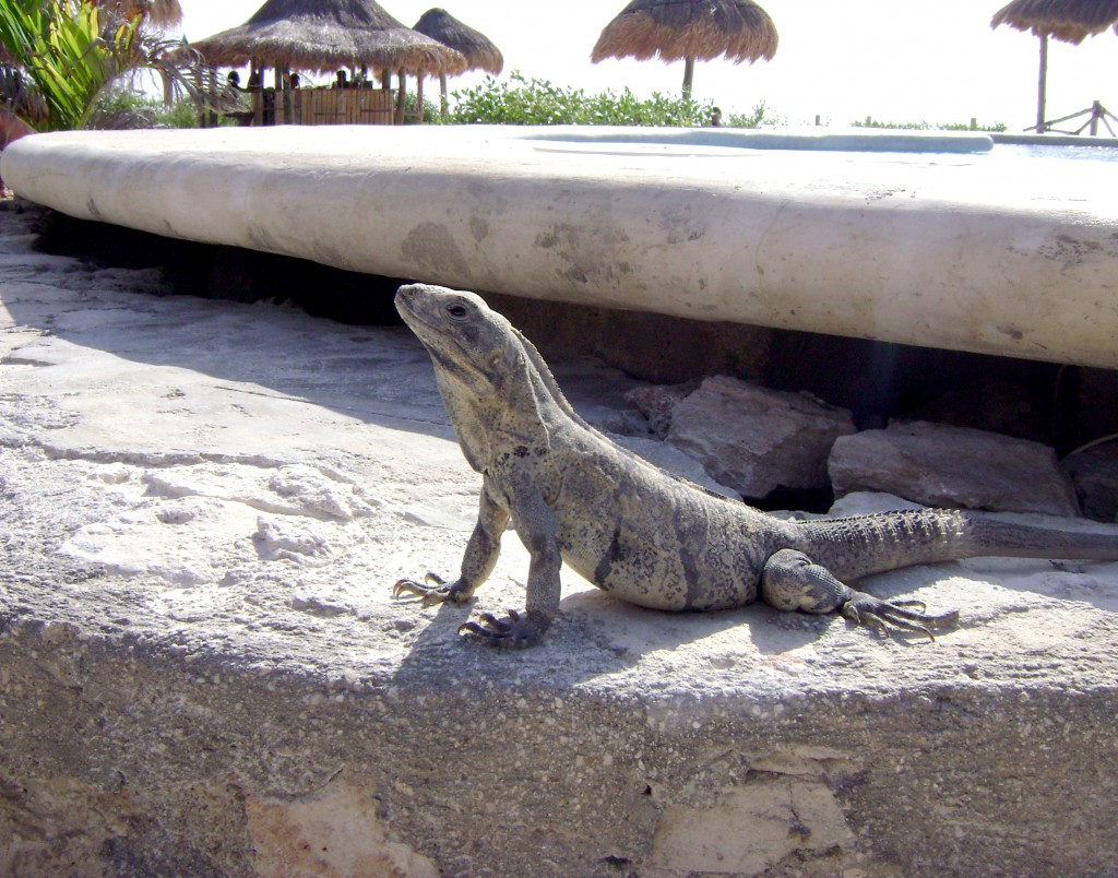 Foto: Villas - Holbox Cancun, México