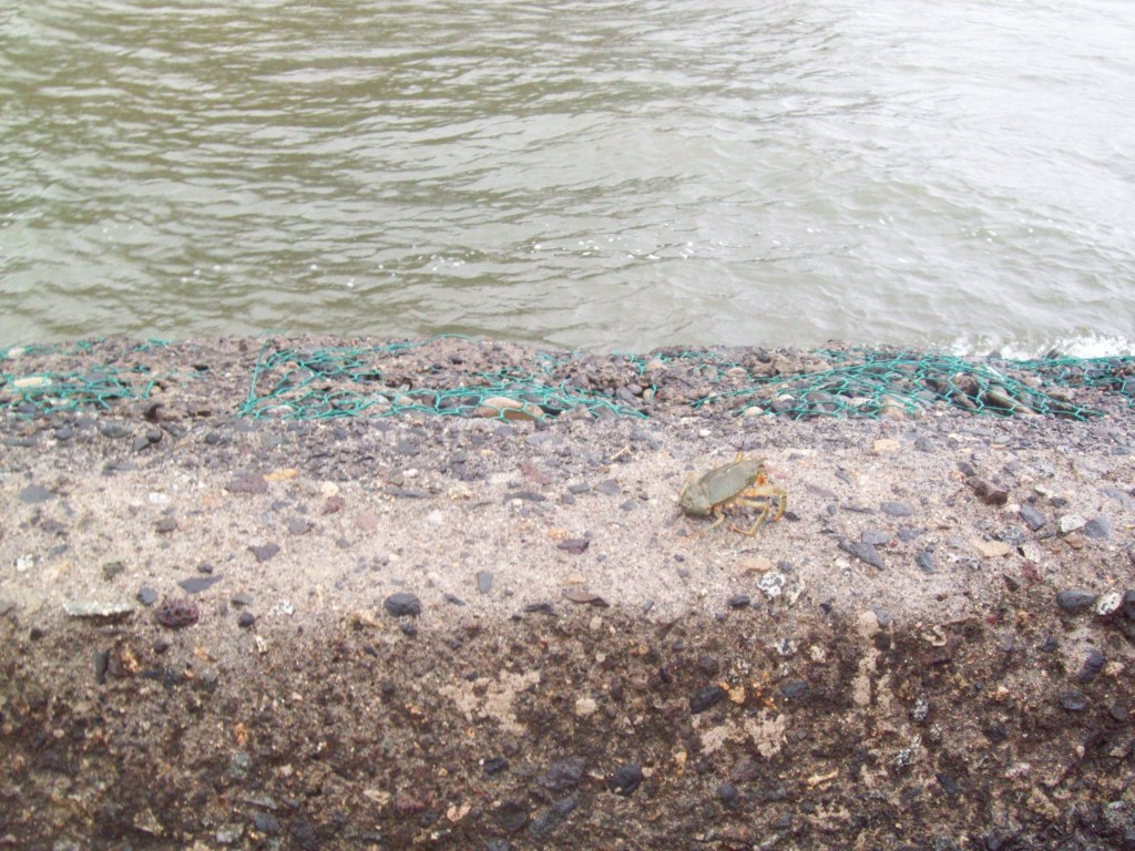 Foto: Region de la araucania - Caburgua (Araucanía), Chile