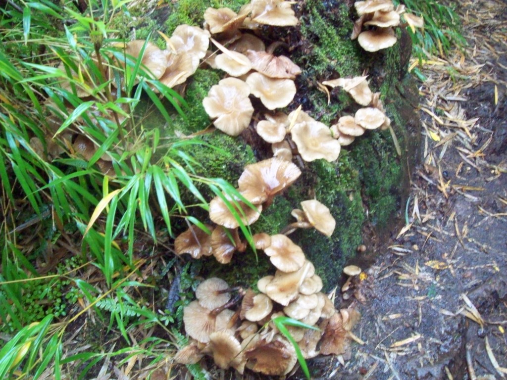 Foto de Pucon (Araucanía), Chile