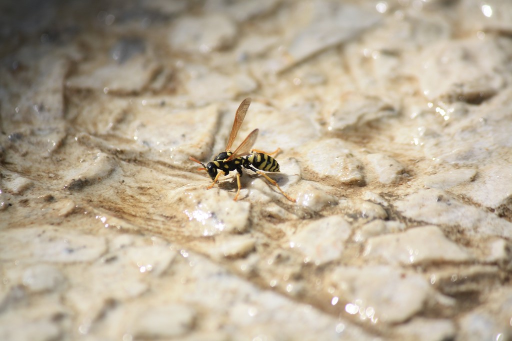 Foto: Avispa - Tembleque (Toledo), España